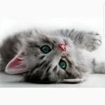 Chris Brooklyn Misuri - @brooklynmisuri - Instagram