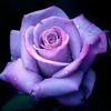 Christy Brouillet550 - @christy.brouillette - TikTok