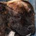 Chris Brownfield - Facebook
