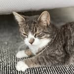 Chris Brügger - @cat_nala_2025 - Instagram