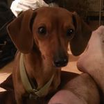 Chris Buresh - @shovelheadnut76 - Instagram