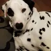Chris & Buster - @chris.buster - TikTok