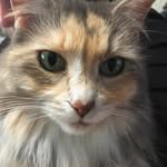 Chris Bylsma Stanko - @bylsmastanko - Instagram
