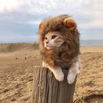 Chris Caines - @southbrook686 - Instagram