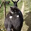 Chris Calone - @chriscalone - TikTok
