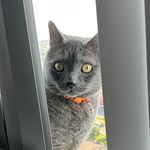 Dairy of Chris 🐈‍⬛ Canada - @chrisbritishblue - Instagram