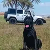 👻 CHRIS & CANE CORSO LIFE 👻 - @chris_bluehunter - TikTok