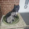 Chris_CaneCorso - @chris_carp_ - TikTok
