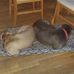 Chris Cantin - Facebook