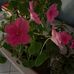 Chris Capron - Facebook