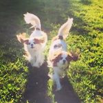 Chris Catoggio Grimaldi - @oliverandsydneytherapydogs - Instagram