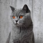 Chris Campo - @chris_catterygardenofeden - Instagram