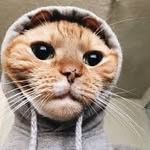 Chris Cat - @chris__catt - Instagram