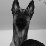 Mia The Mali - @chris.cavaliere.96 - Instagram