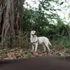DURGESH_SINGH - @cchriscazier - TikTok