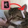 Chris Cebulak - @chriscebulak - TikTok