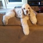 Chris Cejka - @lahadagabakahaed8071 - Instagram