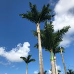Chris Chaisson - @chainsaw506 - Instagram