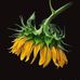 Christine Chatburn - Facebook
