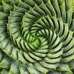 Chris Chatfield - @guernsey_succulents - Instagram