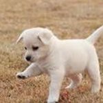 Chris Cheah Xiao Yu - @chrischeahxiaoyu - Instagram