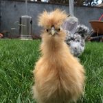 Chris Chee - @awkward_staring - Instagram