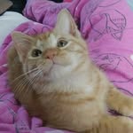 Chris Cheek - @chris.cheek.3152 - Instagram