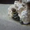 chrischiappetta3 - @chris.chiappetta - TikTok