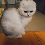 Chris Chiong - @chris_chiong - Instagram