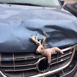 Chris Cluck - @deervsvan - Instagram