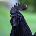 Chris Cocks - @blackroosterfilms - Instagram