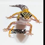 Chriscoe Critters - @chriscoecritters01 - Instagram