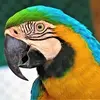 chriscolasurdo622 - @chriscolasurdo622 - TikTok