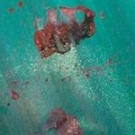 Chris Colosimo - @colosimochris - Instagram
