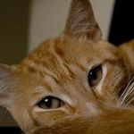 Chris Combe - @christian.combe - Instagram