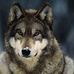 Chris Comito - Facebook