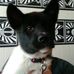 Chris Condo - Facebook