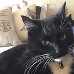 Chris Condo - @chris.condo.7 - Instagram