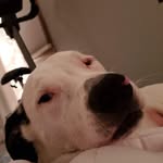 Chris  Corica - @mymoondance63 - Instagram