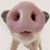 ChrisCorkeryUQ91688 - @chriscorkeryuq91688 - TikTok