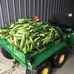 Chris Malott- Sweet Corn - Facebook