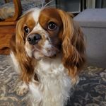 Chris Corns - @c.corns - Instagram
