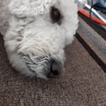 Chris Cota - @chrisdaboi492 - Instagram