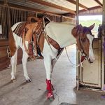 Chris Cothren Garner - @bikerchic1340 - Instagram