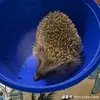Chris Crawshaw - @chris.crawshaw - TikTok