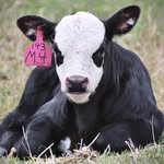 Chris Creek Ranch - @chriscreekranch - Instagram