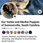 Chris Creel - @ouryorkieandmorkiepuppiessc - Instagram