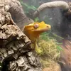 thereptileperson - @chriscresteds - TikTok