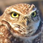 Chris Cron - @thecronicbirder - Instagram