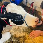Chris the Cow Cropper🐮 - @moo_itschristhecow - Instagram